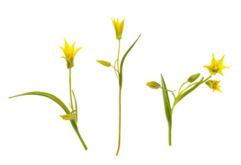 Fototapeta premium Isolated flower of yellow Gagea, daisy-gerbera on white background. 