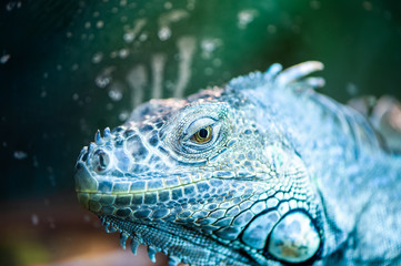 Portrait of an iguana, lizard macro, looks like a dragon, looks straight into the camera
