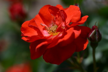 薔薇