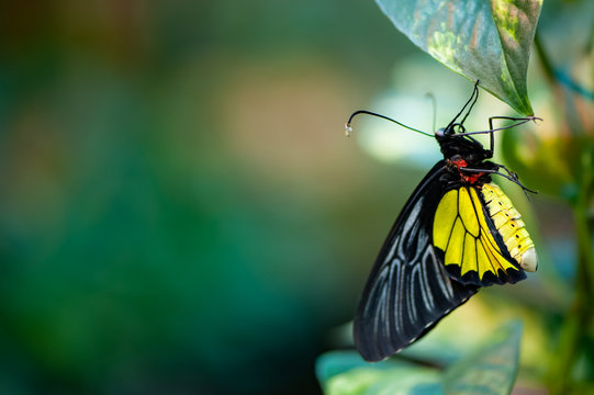 Beautiful butterfly on foliage close-up on a green natural background in defocus with space for text, Troides Rhadamantus