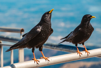 Cute jackdaws at the famous Wendelstein summit