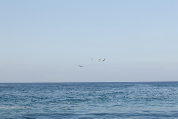 Fototapeta na wymiar open expanse of blue water highlighted with sunlight flock of pelicans flying