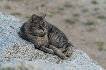 Big tabby cat laying on the rock