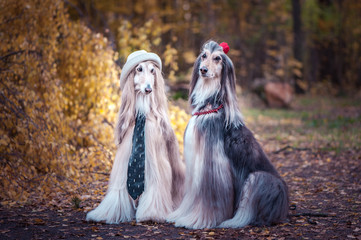 Couple  dogs in the style of the bride and groom, lovers. Afghan hounds as men and women. Concept lovers, fashion for dogs