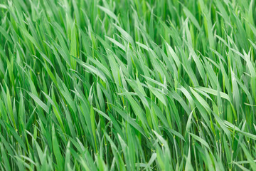 Fototapeta na wymiar Green grass on the field in summer