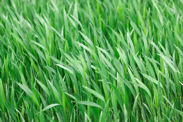 Fototapeta na wymiar Green grass on the field in summer