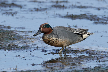 Eurasian teal (Anas crecca)