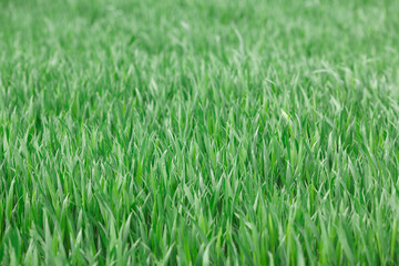 Green grass on the field in summer