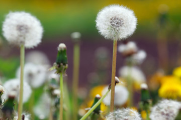 Dandelions in the field