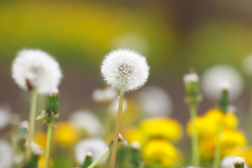 Obraz premium Dandelions in the field
