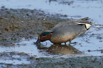 Eurasian teal (Anas crecca)