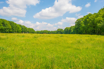 Obraz na płótnie Canvas Trees in a field under a blue cloudy sky in sunlight in spring