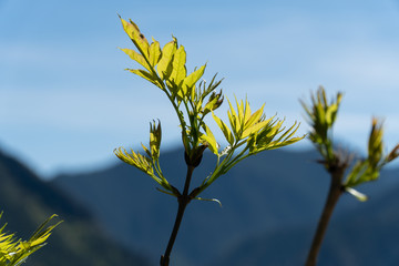 Views of Andorra la Vella from hiking trail