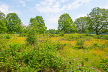 Trees in a field under a blue cloudy sky in sunlight in spring