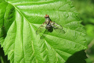 Fruit fly on raspberry leaves in the garden, closeup 