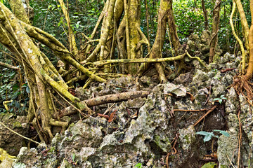 tree roots green forest stones. botanical garden tropical forest