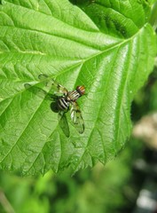 Fruit fly on raspberry leaf in the garden, natural green leaves background 