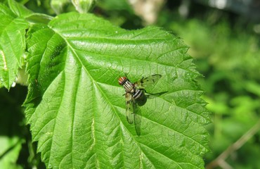 Fruit fly on green leaf in the garden, closeup