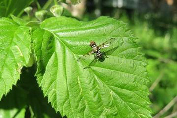 Fruit fly on green leaf in the garden, closeup