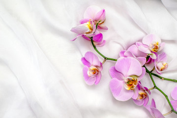      The branch of purple orchids on white fabric background 
