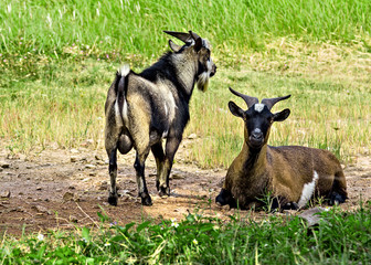Naklejka na ściany i meble goat stand in Green Meadow Grass