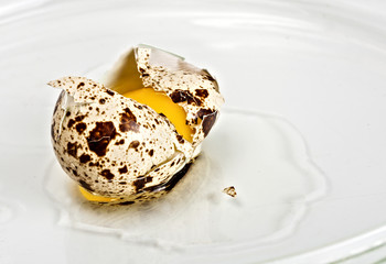 Chicken broken quail spotted egg