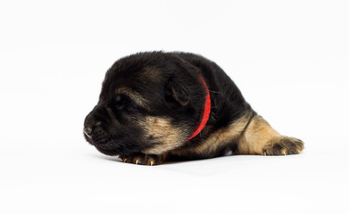 Obraz premium newborn shepherd puppy on white background