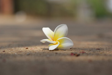 ดอกลีลาวดีที่ถูกรอการเหี่ยวแห้งลง