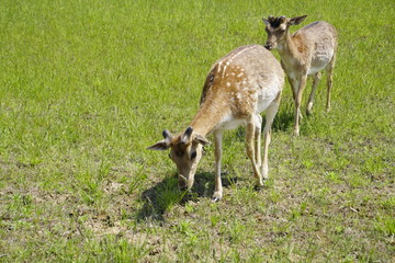 Spotted deer graze on the field. Spring. May. Sunny day. Wild animals. Hoofed and horned.Juicy green grass.
