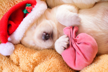 cute christmas dog puppy