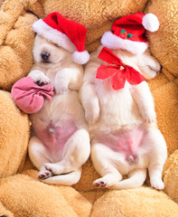 two cute dog christmas puppies