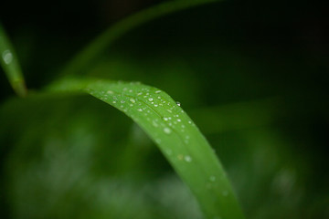 Fresh green grass with dew drops close up. Water drops on the fresh grass after rain. Light morning dew on the green grass.