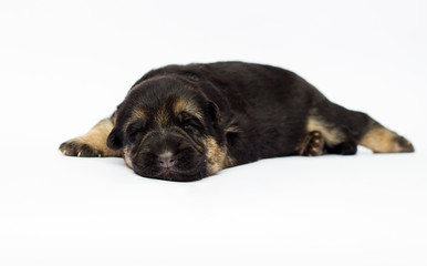 Obraz premium newborn shepherd puppy on white background