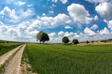 landscape, rape fields, rape seed