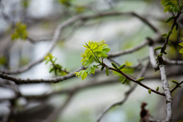 Young walnuts on the tree at sunset. Green leaves blurred background.