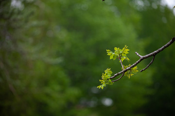 Young walnuts on the tree at sunset. Green leaves blurred background.