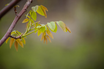 Young walnuts on the tree at sunset. Green leaves blurred background.