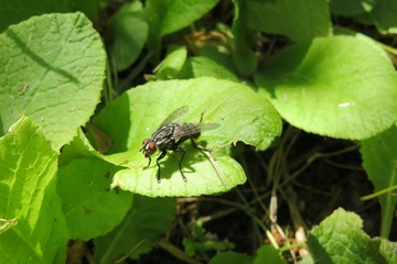 Black fly on leaf in the garden, closeup