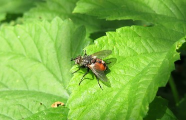 Fly on green leaf in the garden, closeup