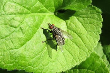 Fly on green leaf background in the garden, closeup 