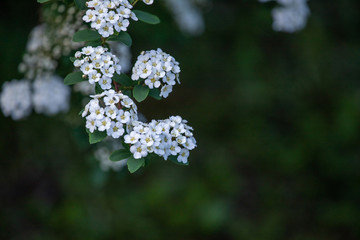 white flowers in garden