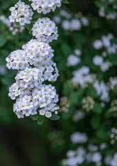white flowers in garden