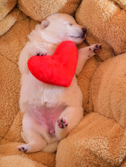little white dog puppy with heart