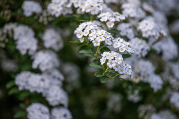 white flowers in garden