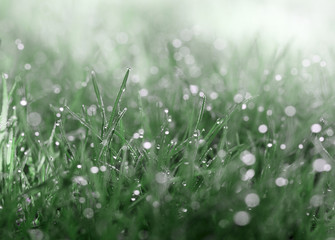 Dew on meadow