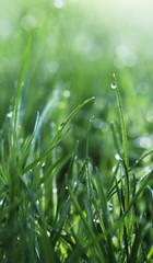 Obraz premium Rain on grass