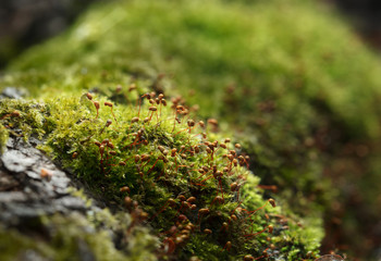 Moss and red  sporophyte