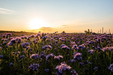 Fototapeta premium field of flowers and blue sky