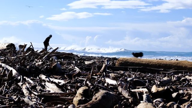Low angle of large pile of driftwood in foreground on California beach with woman playing fetch with her dog in the background, surf coming in behind