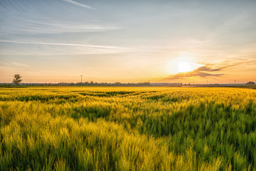 rye field in germany at sunrise